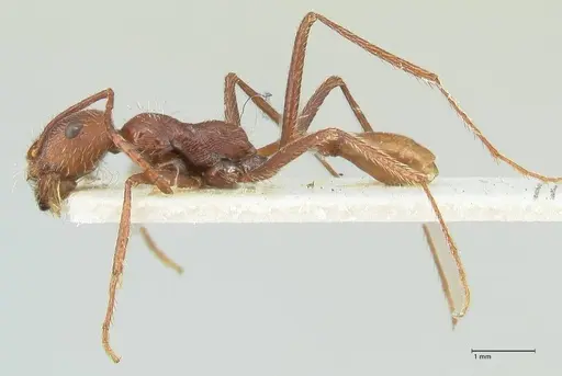 Ocymyrmex micans specimen FOCOL2190 image focol2190_3