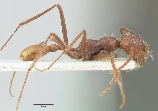 Ocymyrmex micans specimen FOCOL2190 image focol2190_4