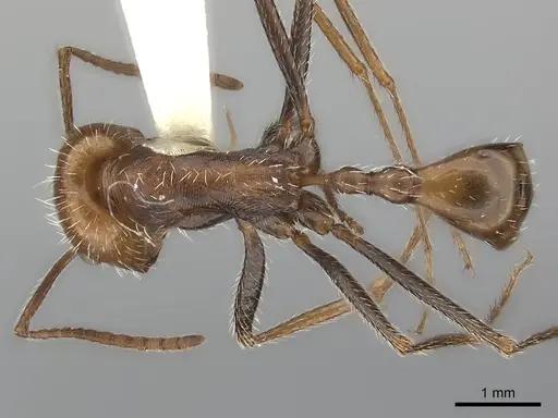 Ocymyrmex monardi specimen CASENT0217898 image casent0217898_1
