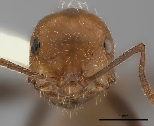 Ocymyrmex monardi specimen CASENT0217898 image casent0217898_2