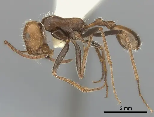 Ocymyrmex monardi specimen CASENT0217898 image casent0217898_3