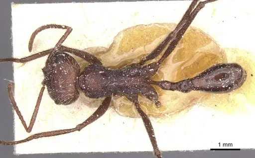 Ocymyrmex monardi specimen CASENT0913238 image casent0913238_1
