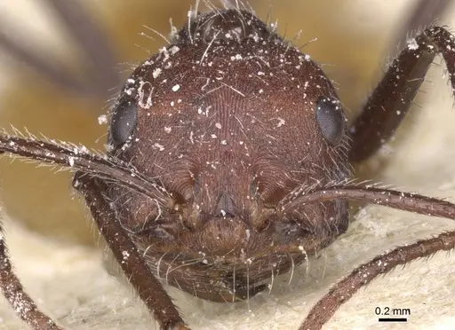 Ocymyrmex monardi specimen CASENT0913238 image casent0913238_2