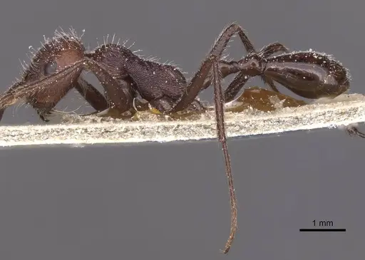 Ocymyrmex monardi specimen CASENT0913238 image casent0913238_3