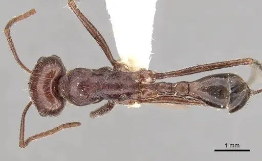 Ocymyrmex nitidulus specimen CASENT0280940 image casent0280940_1