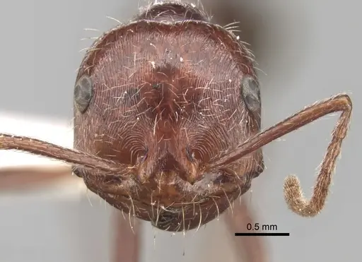 Ocymyrmex nitidulus specimen CASENT0280940 image casent0280940_2