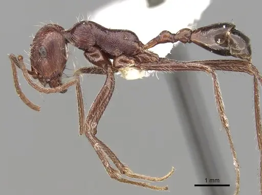 Ocymyrmex nitidulus specimen CASENT0280940 image casent0280940_3