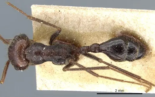 Ocymyrmex nitidulus specimen CASENT0904787 image casent0904787_1