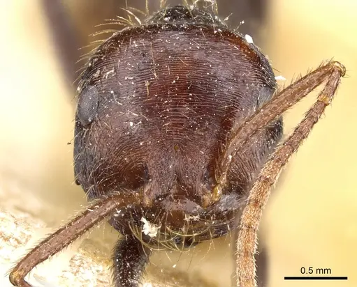 Ocymyrmex nitidulus specimen CASENT0904787 image casent0904787_2