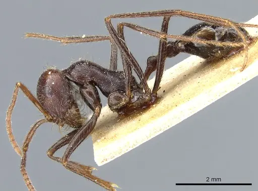 Ocymyrmex nitidulus specimen CASENT0904787 image casent0904787_3