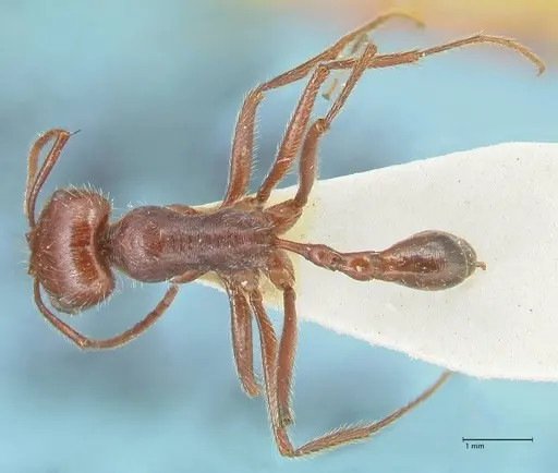 Ocymyrmex nitidulus specimen FOCOL2188 image focol2188_1