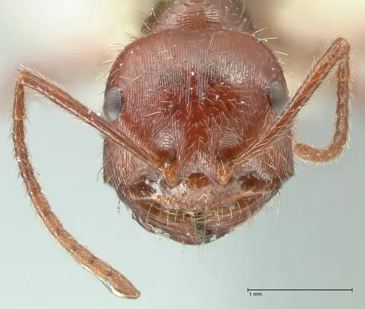 Ocymyrmex nitidulus specimen FOCOL2188 image focol2188_2