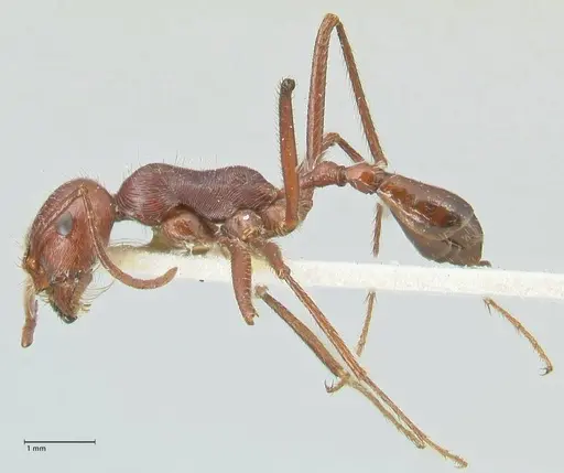 Ocymyrmex nitidulus specimen FOCOL2188 image focol2188_3
