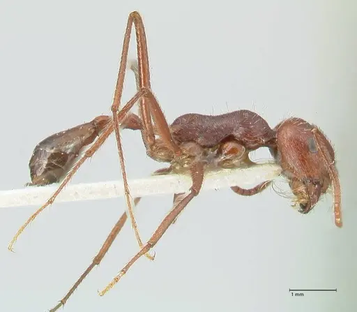 Ocymyrmex nitidulus specimen FOCOL2188 image focol2188_4