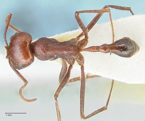 Ocymyrmex nitidulus specimen FOCOL2189 image focol2189_1