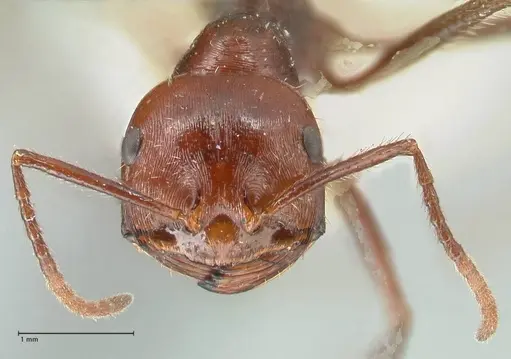 Ocymyrmex nitidulus specimen FOCOL2189 image focol2189_2