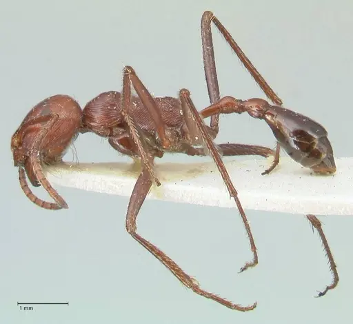 Ocymyrmex nitidulus specimen FOCOL2189 image focol2189_3