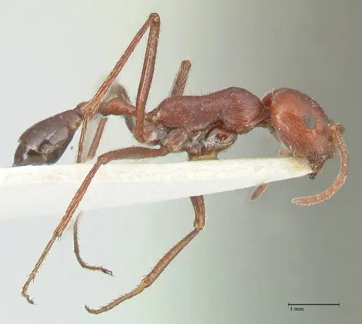 Ocymyrmex nitidulus specimen FOCOL2189 image focol2189_4