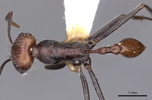 Ocymyrmex okys specimen CASENT0900407 image casent0900407_1