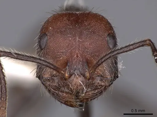 Ocymyrmex okys specimen CASENT0900407 image casent0900407_2