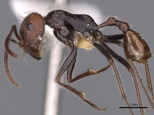 Ocymyrmex okys specimen CASENT0900407 image casent0900407_3