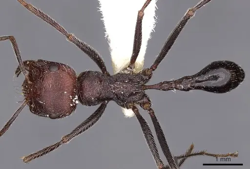 Ocymyrmex phraxus specimen CASENT0900405 image casent0900405_1