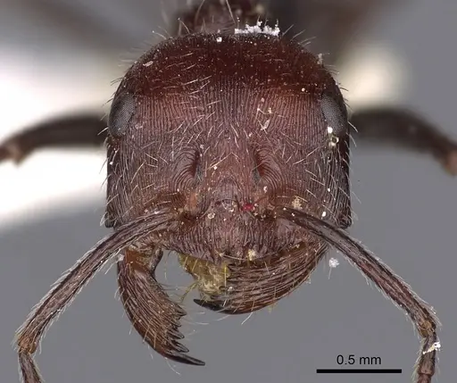 Ocymyrmex phraxus specimen CASENT0900405 image casent0900405_2
