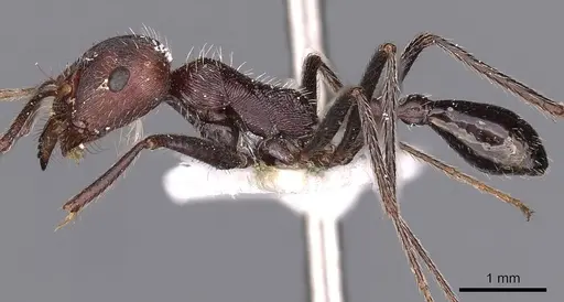 Ocymyrmex phraxus specimen CASENT0900405 image casent0900405_3