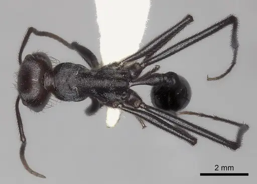 Ocymyrmex picardi specimen CASENT0217899 image casent0217899_1