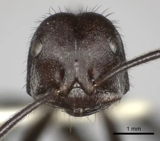 Ocymyrmex picardi specimen CASENT0217899 image casent0217899_2