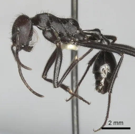 Ocymyrmex picardi specimen CASENT0217899 image casent0217899_3