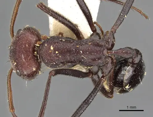 Ocymyrmex picardi specimen CASENT0900397 image casent0900397_1