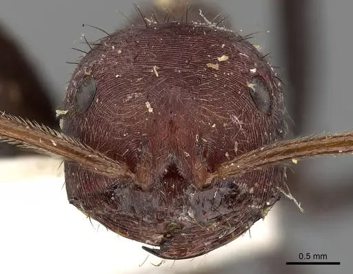Ocymyrmex picardi specimen CASENT0900397 image casent0900397_2