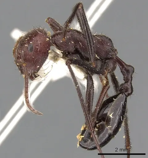 Ocymyrmex picardi specimen CASENT0900397 image casent0900397_3