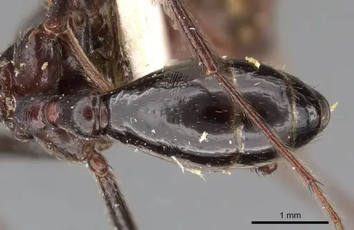 Ocymyrmex picardi specimen CASENT0900397 image casent0900397_4