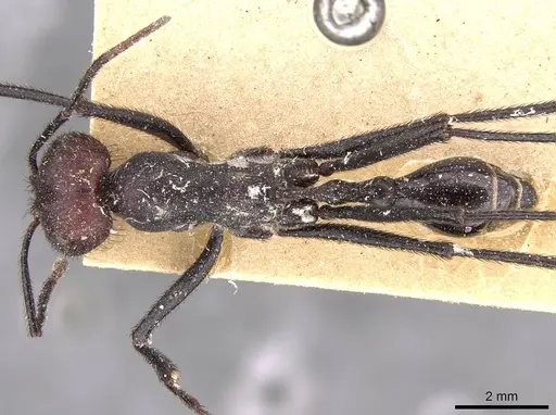 Ocymyrmex picardi specimen CASENT0909075 image casent0909075_1