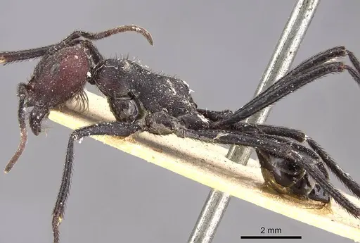 Ocymyrmex picardi specimen CASENT0909075 image casent0909075_3