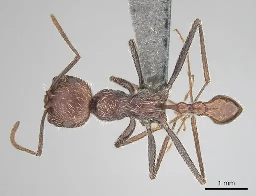 Ocymyrmex resekhes specimen CASENT0812262 image casent0812262_1