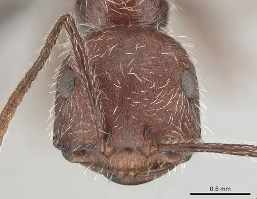 Ocymyrmex resekhes specimen CASENT0812262 image casent0812262_2