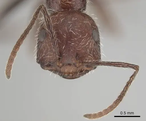 Ocymyrmex resekhes specimen CASENT0812262 image casent0812262_3