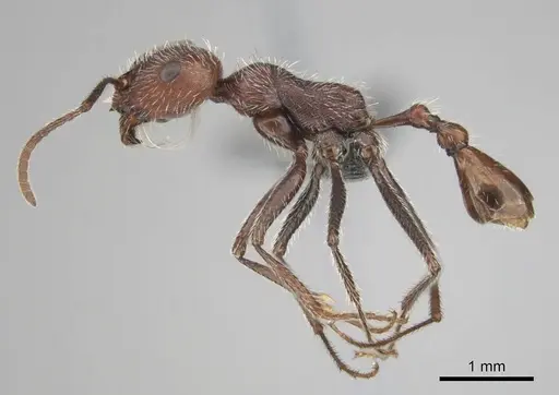 Ocymyrmex resekhes specimen CASENT0812262 image casent0812262_4