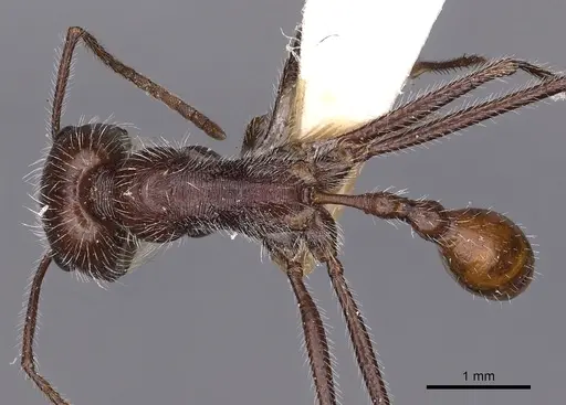 Ocymyrmex resekhes specimen CASENT0900411 image casent0900411_1
