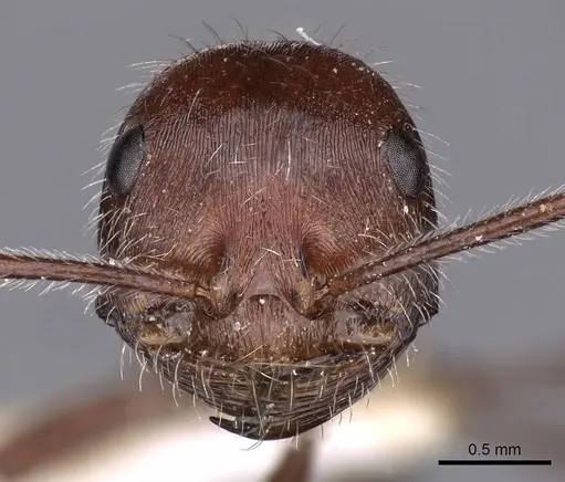 Ocymyrmex resekhes specimen CASENT0900411 image casent0900411_2