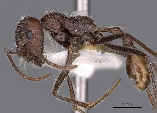 Ocymyrmex resekhes specimen CASENT0900411 image casent0900411_3