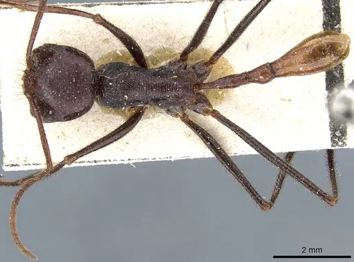 Ocymyrmex robecchii specimen CASENT0904786 image casent0904786_1