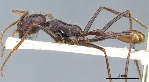 Ocymyrmex robecchii specimen CASENT0904786 image casent0904786_3