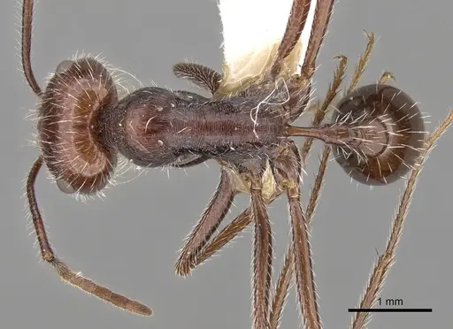 Ocymyrmex robustior specimen CASENT0280935 image casent0280935_1
