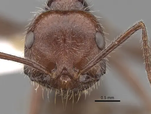 Ocymyrmex robustior specimen CASENT0280935 image casent0280935_2