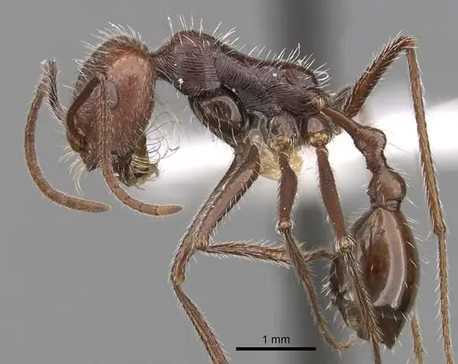 Ocymyrmex robustior specimen CASENT0280935 image casent0280935_3