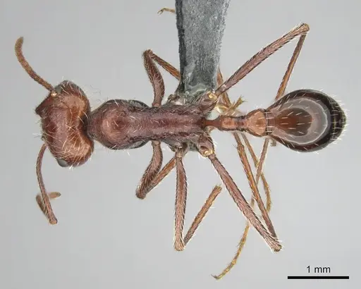 Ocymyrmex robustior specimen CASENT0814905 image casent0814905_1